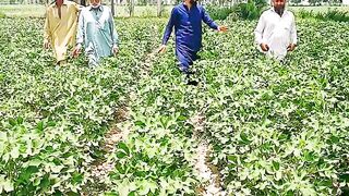 Visit Cotton Crop