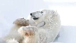 Bear mother loving it child