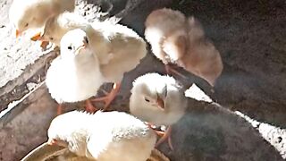Chicken chick