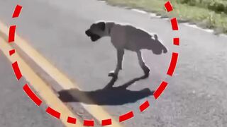 Dog emotional video