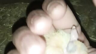 Pigeons egg