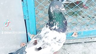 May hero pigeons