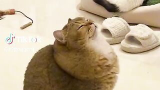 Cute cats