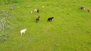 beautiful scenery of nature and cow beautiful video