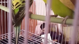 Beautiful Parrot