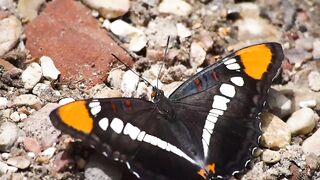 Butterfly ????