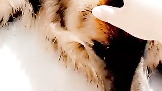 My pet ???????? ????????????????????