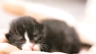 Mom's Cute Kitten
