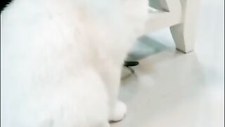 Aww! So cute cats????love cats| Funny cat massage