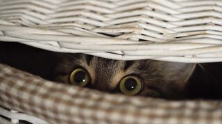 7 Cat Breeds with Short Ears (Part 1)