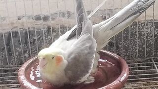 Cocktail taking bath