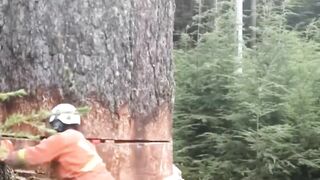 Tree cutting skills