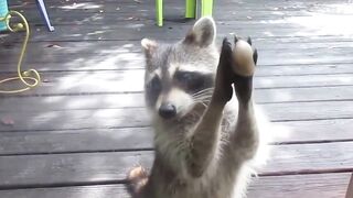 TOP  Best videos with raccoons. raccoons