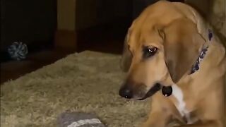 Funny animals