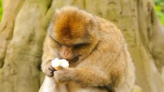 Beautiful Monkey