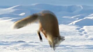 10 Самых Милых и Необычных ЛИС