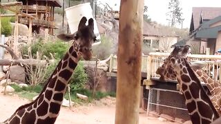 Silly silly animals