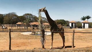 Giraffe eating tree ????