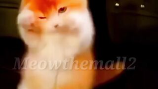baby cats shorts video