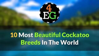 Beautiful birds