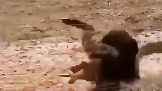 Goat gymnast