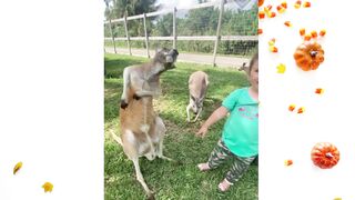 Animal movments