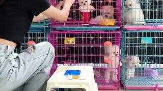 Một chú Phốc sóc dễ thương nữa sắp được về nhà mới Duration: 00:18 minutes