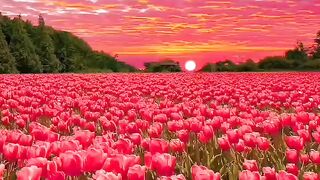 Beautiful view of nature 16