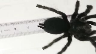 Big spider