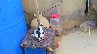 Kabuter BAZI Ka zubardast shok