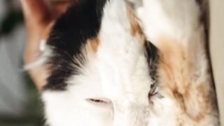 Pretty Cat Sleepy