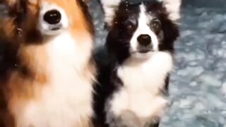 Funny Dogs Making Selfie #shorts #youtubeshorts #shortvideo #funny #funnyvideo #Dogs #selfie