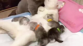 Cute cat video