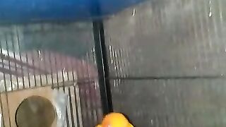 Sun conure
