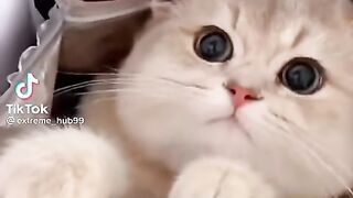 Cute Baby Cats With Dog???? TikTok Viral cats ????Pet lovers ????#shorts #cat #pet #youtubeshorts