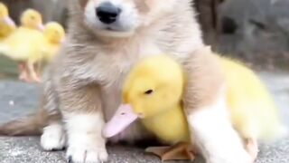 Cute Puppi and Little duck Playing