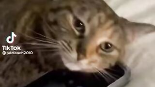 Cute Baby Cats With Dog???? TikTok Viral cats ????Pet lovers ????#shorts #cat #pet #youtubeshorts