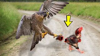Hen fight with Eagle to save her baby