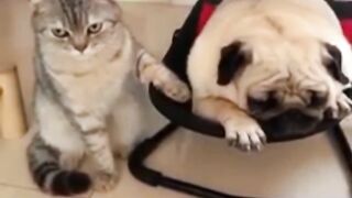 Funny videos ????????????????????????funny dog and cats