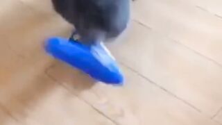 Funny videos funny dog and cats videos