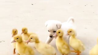 Cute dog video