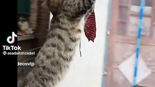 Hanging Cat Dance
