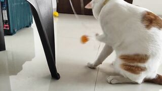 cute cat