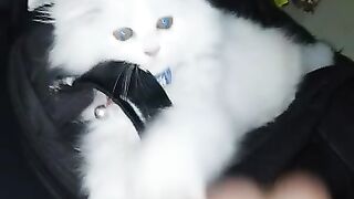 my maano cat is playing