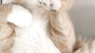 Cute Cats Sleeping_Animal Video 2023