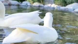Ducklings
