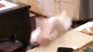 Funny Animals
