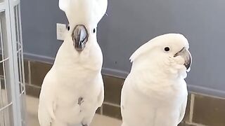 Beautiful birds