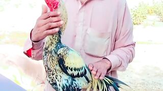 Aseel lover video
