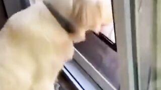 Funny Animal Videos 2022 ???? - Funniest Cats And Dogs Videos ???????? #29